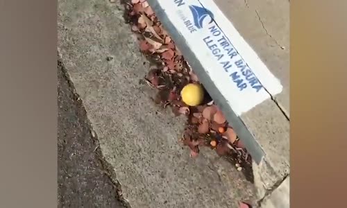 Limonun Yuvarlanmasını Yorumlayan Adam