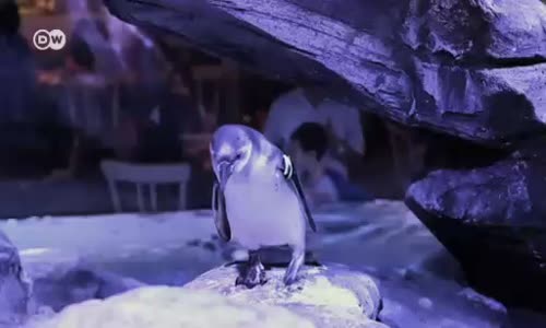 Penguenli restorana tepki