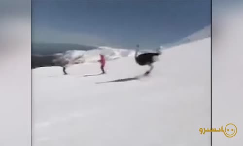 Hayvanların Birbirinden Komik Videoları