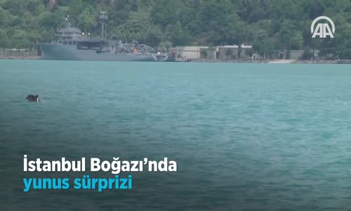 İstanbul Boğazı'nda Yunus Süprizi