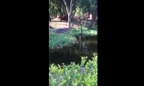 Aslanlara Kafa Tutan Adam