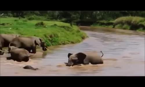 Yavrusu İçin Yardım İsteyen Fil