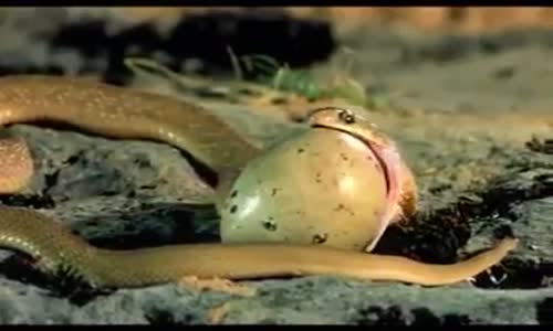 Boyundan Büyük Yumurtayı Yutan Yılan