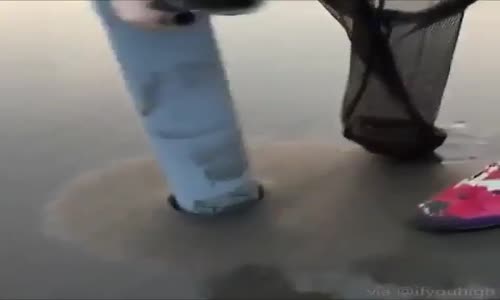 Bataklığı Seven Canlı