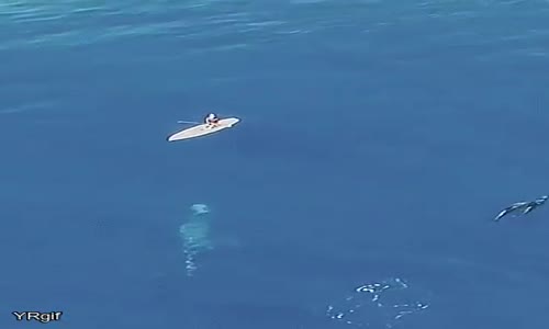 Denizde Kanoyla Gezerken  Balina ile  Karşı Karşıya Kalan Adam