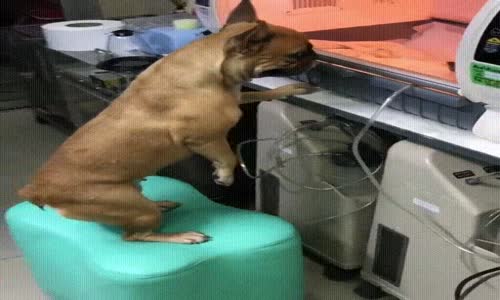 Köpeğin Yavrusunu Camdan Özlemesi