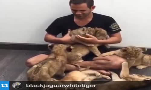 Aslan Yavrularıyla Oynayan Adam