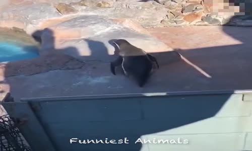 Komik Hayvan Videoları