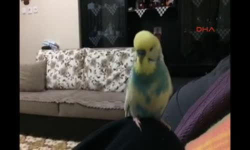 İşte Yerli ve Milli Kuş