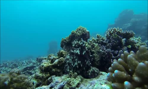 Ahtapotların Kavgası