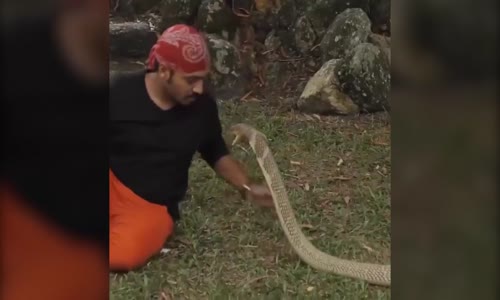 Kobra Yılanıyla Şoke Eden Gösteri!
