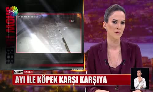 Ayı ile köpek karşı karşıya