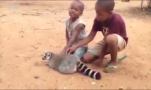 Kendini Kaşıttıran Lemur