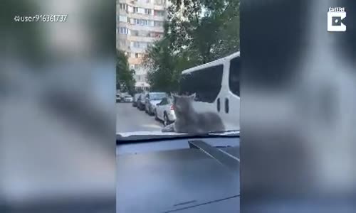 Kaputta Seyahat Eden Kedi 