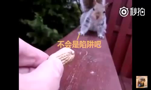 Yer Fıstığı Seven Sincap