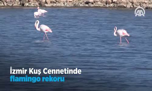 İzmir Kuş Cenneti'nde Flamingo Rekoru  Kırıldı 