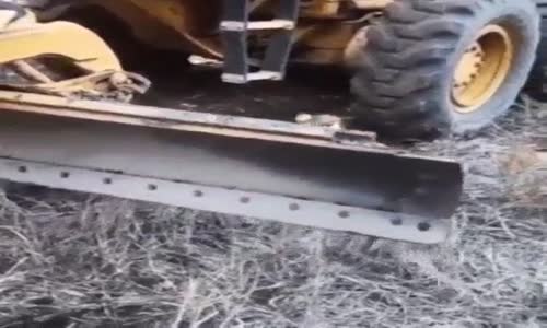 Sadık Arkadaşıyla Çalışan Köpeğin Heyecan Dolu Bakışı