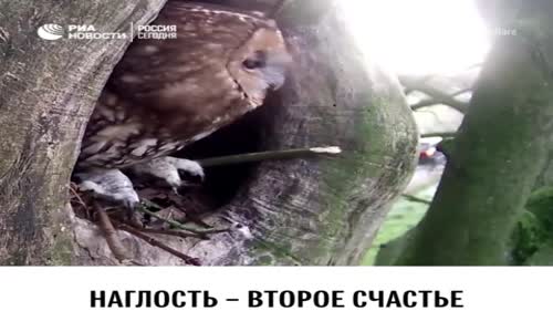 Baykuş Ve Sİncap'ın Kavgası