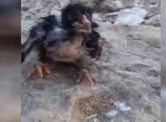 Ölmek Üzere Olan Civcivi Suni Teneffüsle Hayata Döndürdü