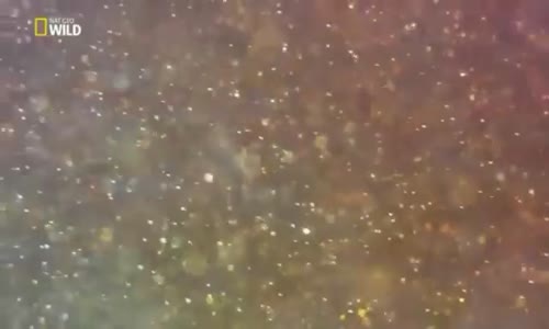 Türkiyenin Vahşi Doğası Belgeseli