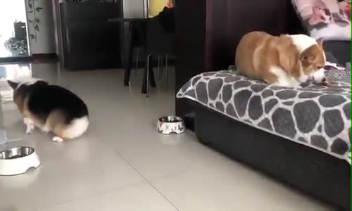 Yeni Evlenmiş Çiftler Gibi Kavga Eden Köpekler