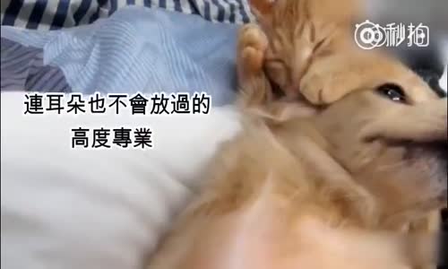 Köpeği Yalamadan Duramayan  Kedi