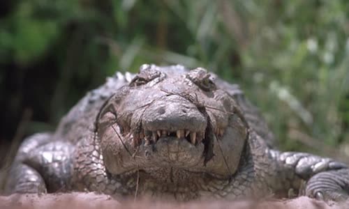 İnsanları Sebepsiz Yere Öldüren 10 Seri Katil Hayvan