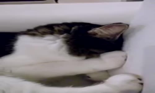 Sahibine Küsen Kedi