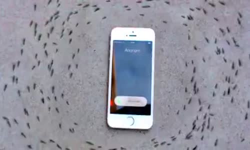 Karıncaların iPhone’a Verdiği Esrarengiz Tepki 