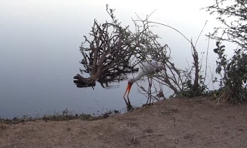 Yavru Timsahın Leyleğin Aklını Çıkarması