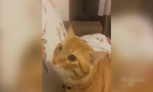 'Kindar Kedi Haydar' İle Sahibinin Diyaloğu Kahkahaya Boğdu