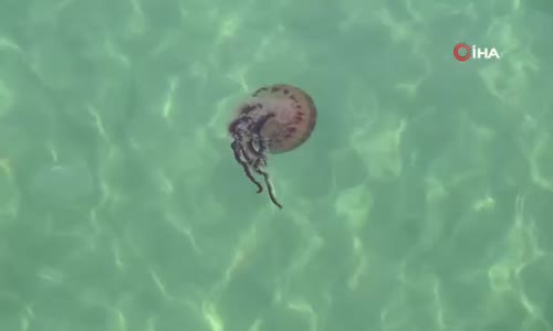 Dünyanın en zehirli türlerinden biri bu seferde Tekirdağ kıyılarında görüldü