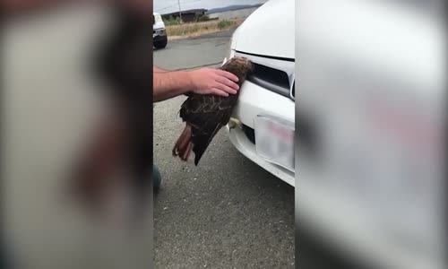 Otomobilin Ön Panjuruna Çarpıp Sıkışan Şahin