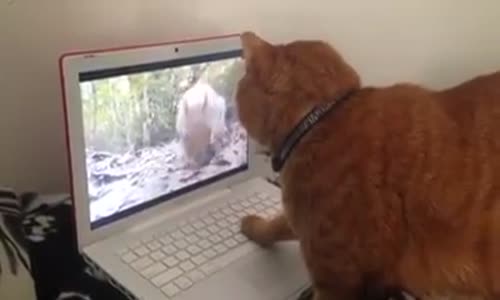 Ha ha :) nereye gitti şimdi bu