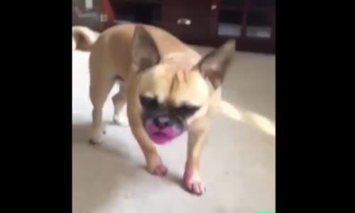 Goril In Su Keyfi Seyredelim Com