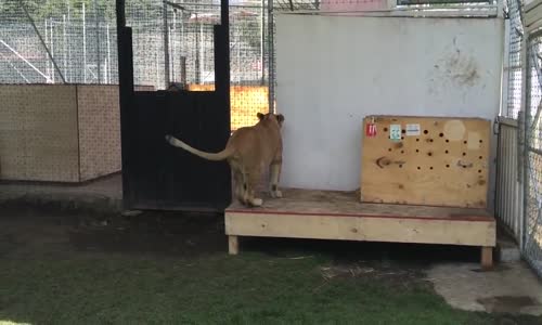 Yıllar Sonra Sahibini Gören Aslandan İnanılmaz Tepki!