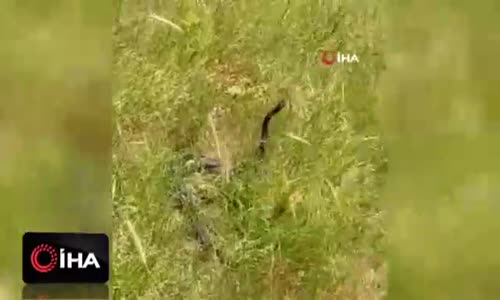 Siyah yılanların dansı görüntülendi 