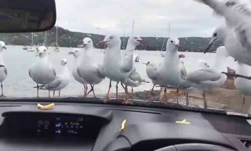 Adamın Arabanın Camından Cips İle Martıları Trollemesi