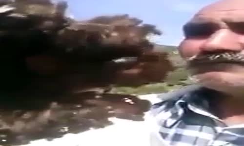 Arıları Öpücüğe Boğan Hayvansever Adam