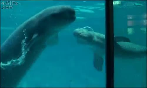 Yunuslardan Su Altında Baloncuk Oyunu 