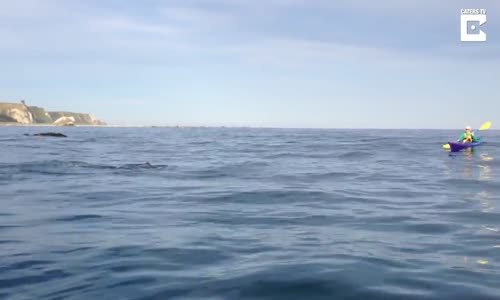 Fok Balığı Ve Ahtapotun Ölümcül Dövüşü