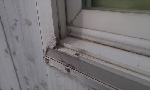 Arı ile Örümceğin Ölüm Kalım Savaşı