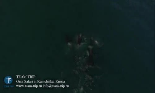  Drone'la Kaydedilen Görüntülerle, Balina Yiyen Katil Balinalar