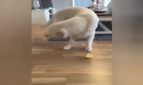 Köpeğin Limona Tepkisi