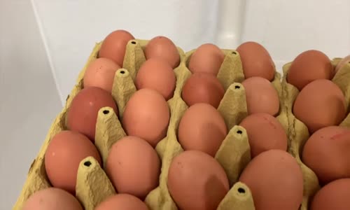 Klozet - Yumurta Testi # 193