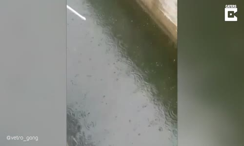 Trübünde Maç İzlerken Balık Tutan Taraftar