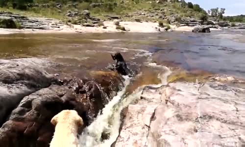 En Yakın Arkadaşını Ölümden Kurtaran Kahraman Köpek