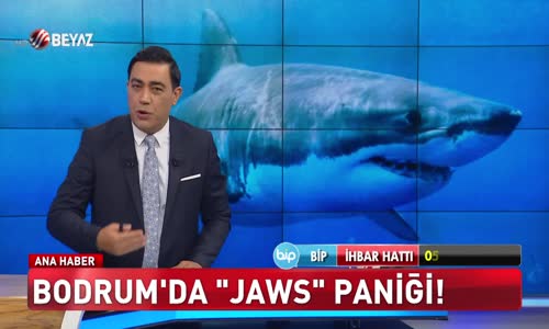 Bodrum’da Jaws paniği!