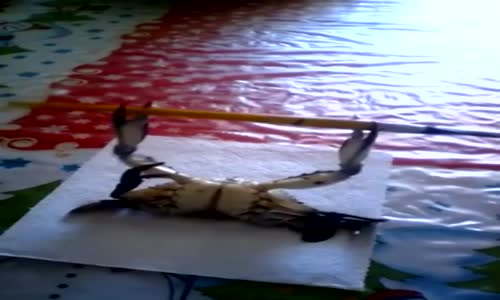 Vücut Geliştiren Yengeç