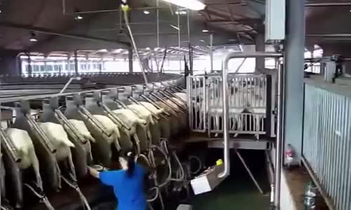 İNANILMAZ ŞEKİLDE KEÇİ SÜTÜ SAĞMA MAKİNESİ ! - AKILLI TEKNOLOJİLER - MODERN MAKİNELER